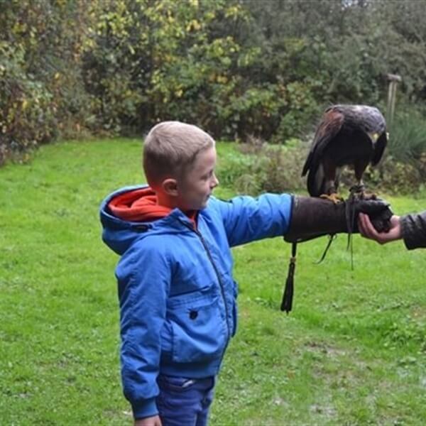 Customer Photo of Birds of Prey Horsham West Sussex